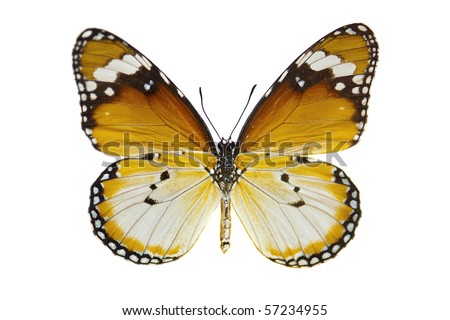 flower garden pupa of plain tiger butterfly find simila