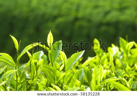 Close up fresh tea leaves in morning sunlight.