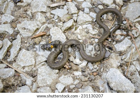 Snake natrix reptile animal wild