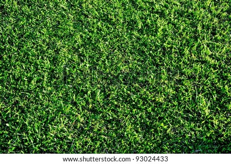 green grass in a back ground