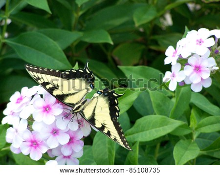 Western Tiger Swallowtail Butterfly sipping nectar from Phlox. This butterfly has tiger stripes. It must be a Western Tiger Swallowtail, because it was photographed in Texas.