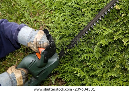 Gardener trims hedge with electric trimmer wearing safety gloves