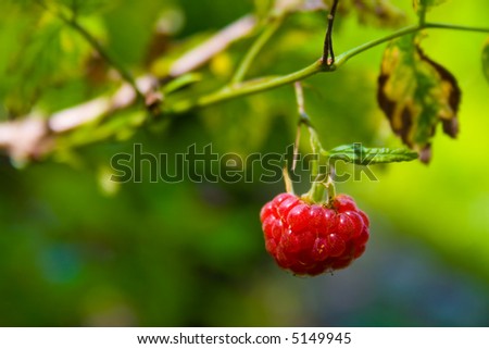 a red berry on a shrub