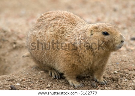 prairie dog living from Mexico to Canada