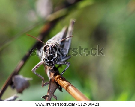 Grasshopper close up on nature background. Animals theme