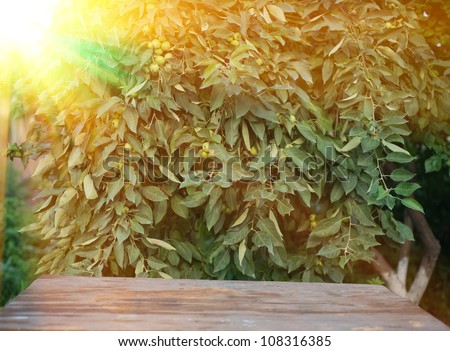sun rays go through apple tree leafs lens flare
