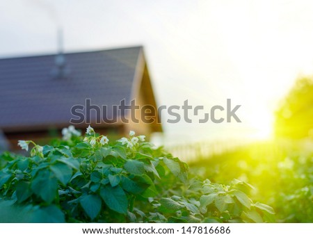 Beautiful sunset in peaceful green garden with garden house