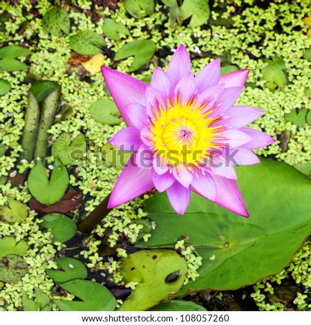 the lotus blooming on lotus pond