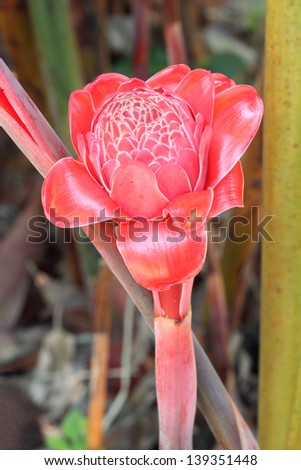 torch ginger flower against lush tropical growth