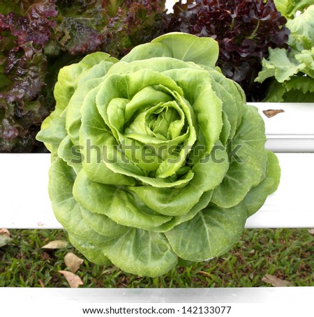 close-up of hydroponics vegetable that need no ground for plant