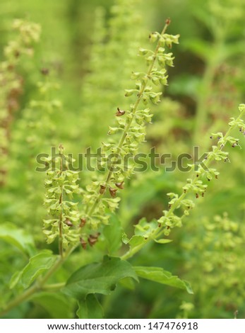 Green holy basil with flower and seed, Thai herbs and spices