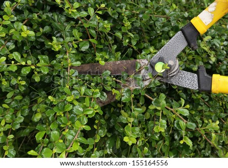 trimming bushes with garden scissors