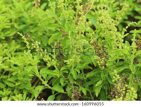 Green holy basil with flower and seed, Thai herbs and spices