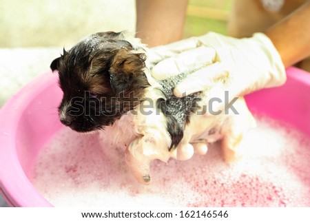 puppy dog in bath tub with hand washing its fur