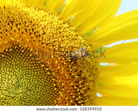 close up of bee on sunflower plant