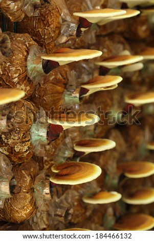 Lingzhi mushrooms  in mushroom farm