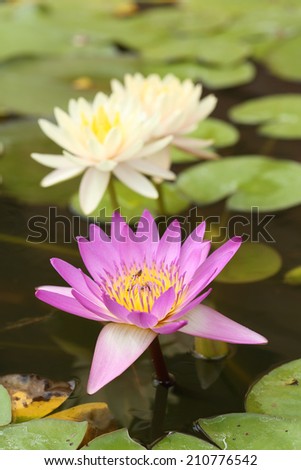 pink and white lotus or water lily on the pond