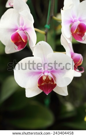 white Phalaenopsis orchid in the orchid garden