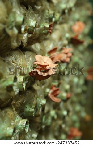 Pink oyster mushroom (Pleurotus djamor) on spawn bags growing in a farm