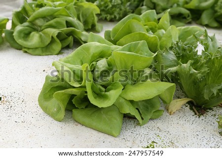 butter head, cultivation hydroponics green vegetable in farm
