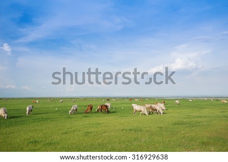 Cow eating grass  in the grass field