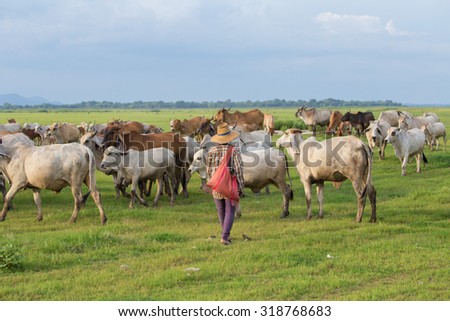 Asian farmer with her cows on grass field