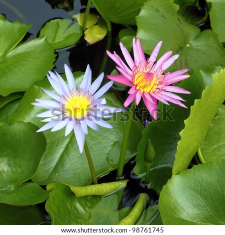 pink and blue lotus blooming in lotus pond