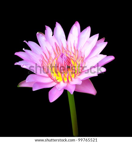 blooming pink lotus with insect on black background