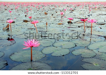 Lotus in the lake, lotus