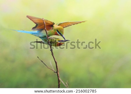 Couple of Bee eater bird of Thailand sitting on tree limb on green background