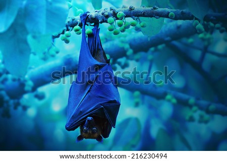 Bat hanging on a tree branch ,Malayan bat