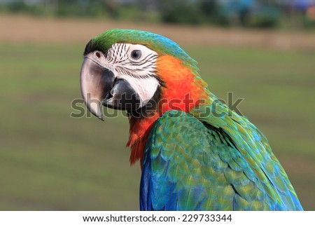 macaw,beautiful bird, parrot