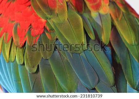 Bird feather, beautiful pattern background texture,Macaw feathers.