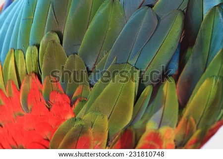 Bird feather, beautiful pattern background texture,Macaw feathers.
