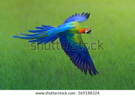 flying macaw, beautiful bird