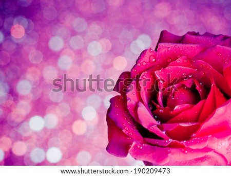 rose with drops on blue and violet bokeh background, valentine day and love concept