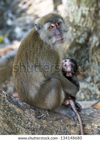 Monkey and the cub on the Monkey Beach of Phi Phi Island at Thailand