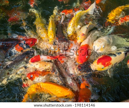 koi carp fishes in the pond of Phuket Botanical Garden at Phuket island Thailand