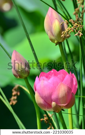 Lotus flower and Lotus flower plants in the pond