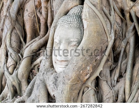 Head of Buddha statue in the tree roots of Wat Mahathat temple, Ayutthaya, Thailand.