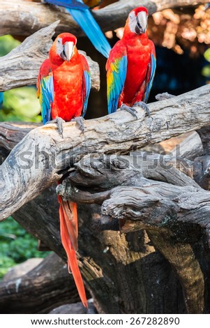 Colorful parrots, scarlet macaws sitting on log in safari world, Bangkok Thailand
