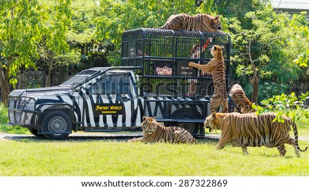 Bangkok, THAILAND - MARCH 31: Feeding of tigers at Safari World zoo in Bangkok, Thailand, on March 31, 2015.