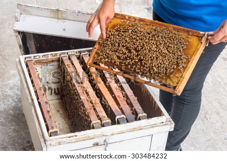 woman showing bees in the hive and Honeycomb at Rayong Thailand