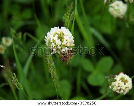 bee on the white clover trefoil flower