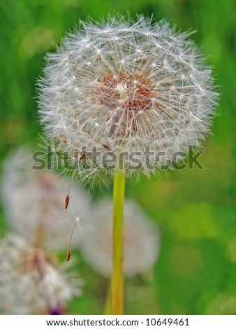 dandelion head with seed gone with the wind