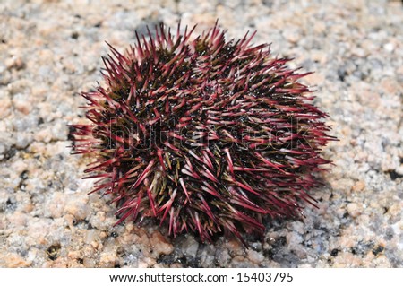 gray sea urchin echinuses -  underwater wildlife of the sea of japan