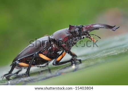 Stag beetle Lucanus elaphus. Rare is in The Red Book