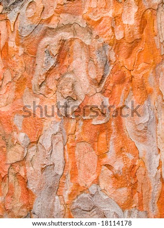 red japan pine bark texture