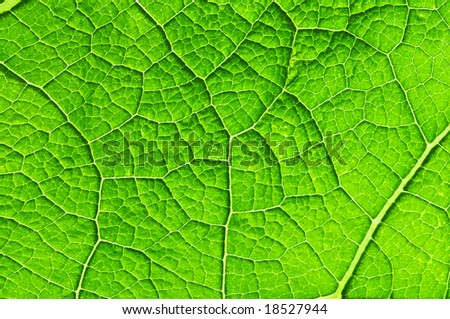 cell structure of leaf