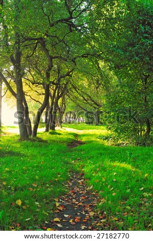 fairytale forest alley in mystic sunset light